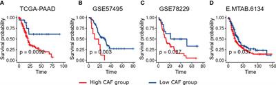 A cancer-associated fibroblast gene signature predicts prognosis and therapy response in patients with pancreatic cancer